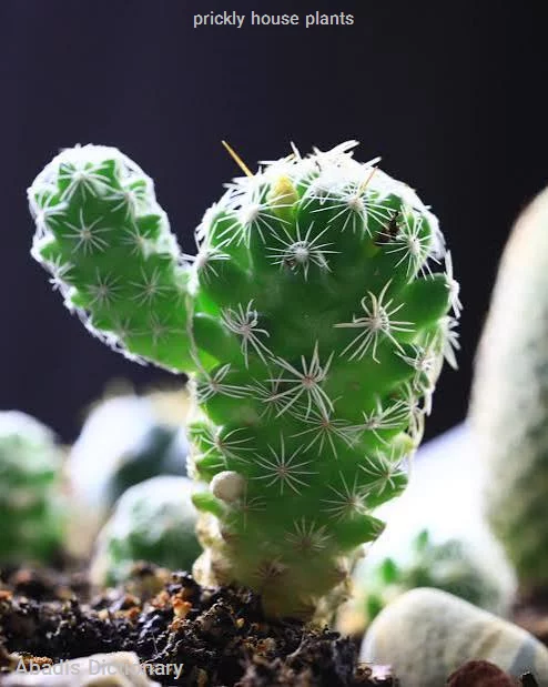 prickly house plants